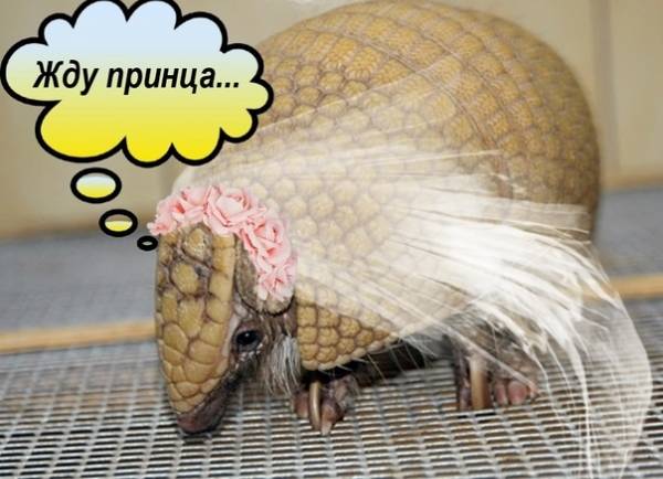 Впереди у многих жителей нашей страны долгие выходные. И если Вы еще составляете программу мероприятий на майские праздники, рекомендуем включить в нее посещение вместе с семьей или друзьями Московского зоопарка.