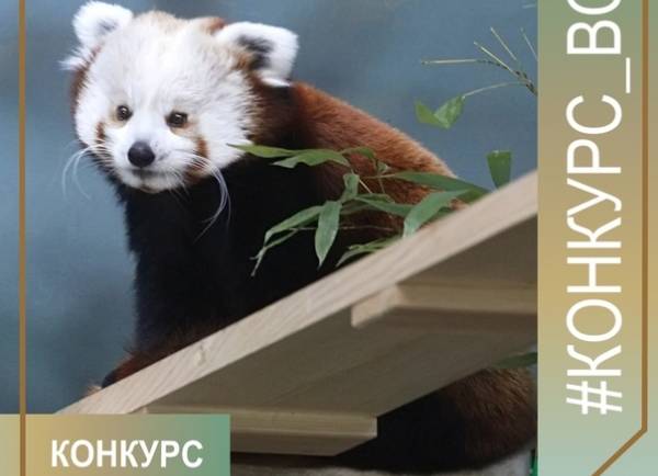 Через несколько дней (16 июня) будут подведены итоги нашего конкурса «Снимок с малыми пандами». Успейте принять участие и получить памятные подарки от компании «Восток-Сервис».