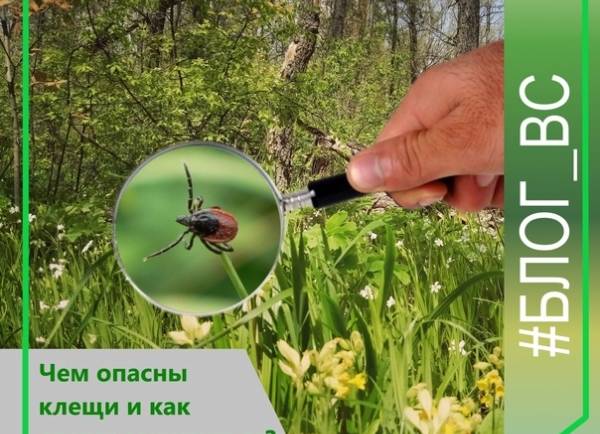 В умеренной климатической зоне, к которой относится большая часть территории России, активность клещей начинается в начале или середине апреля и заканчивается только осенью, когда температура падает ниже нуля.